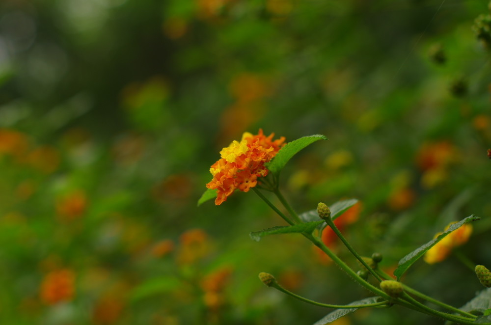 小花五色梅