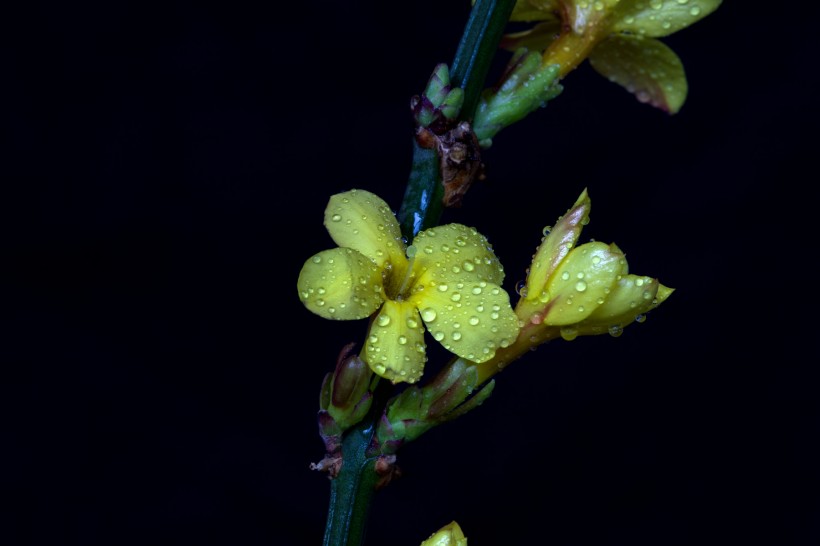 迎春花图片