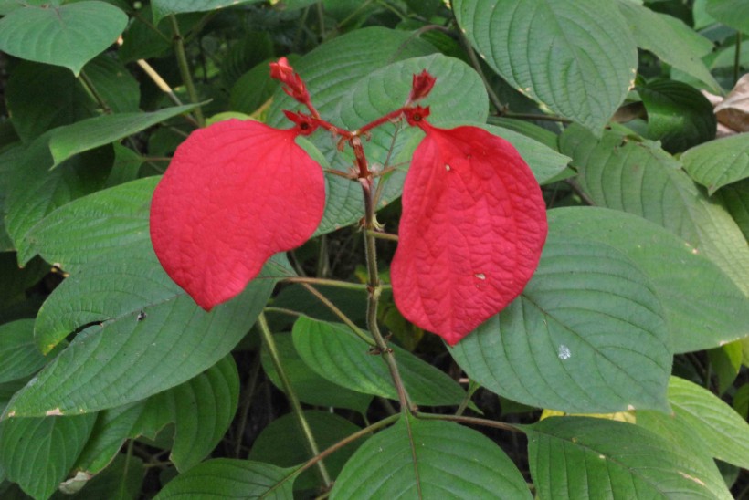 紅紙扇花朵圖片