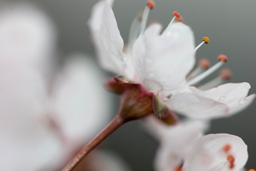 淡粉色樱花图片