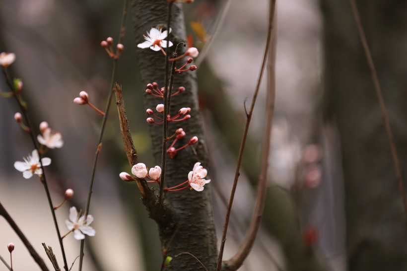 紫叶李图片