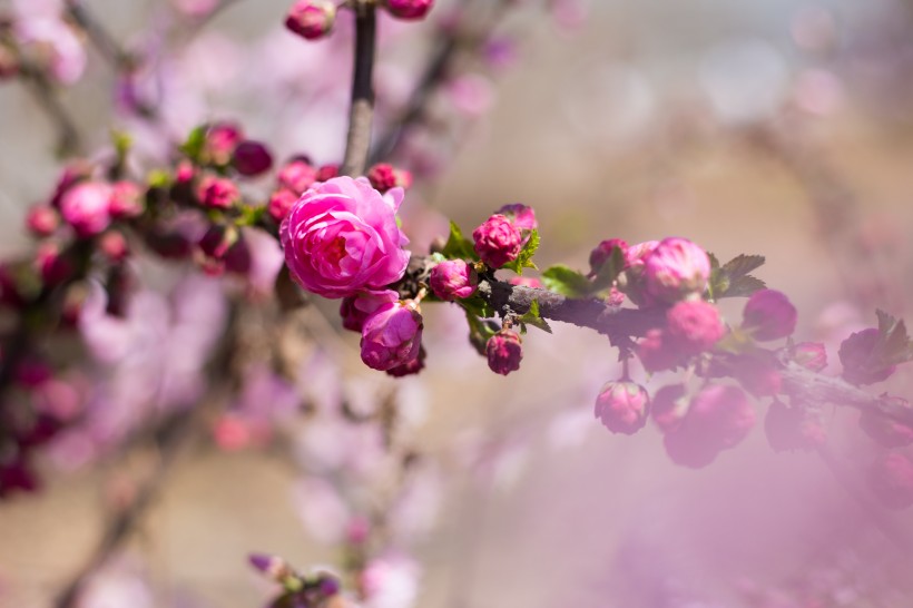 淡雅粉色桃花图片