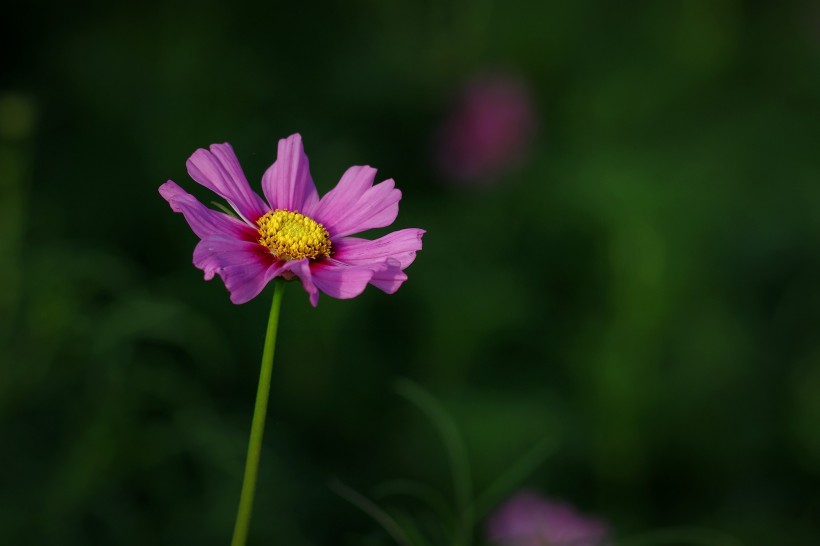 淡雅波斯菊圖片