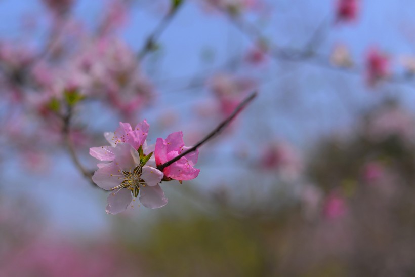 粉色的杏花图片