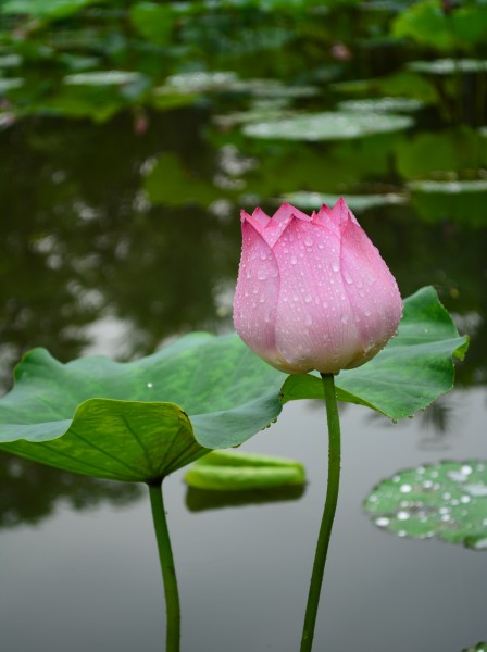 雨后荷花图片