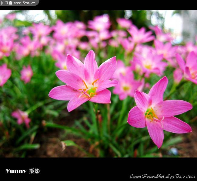 林间小路紫色花海唯美图片