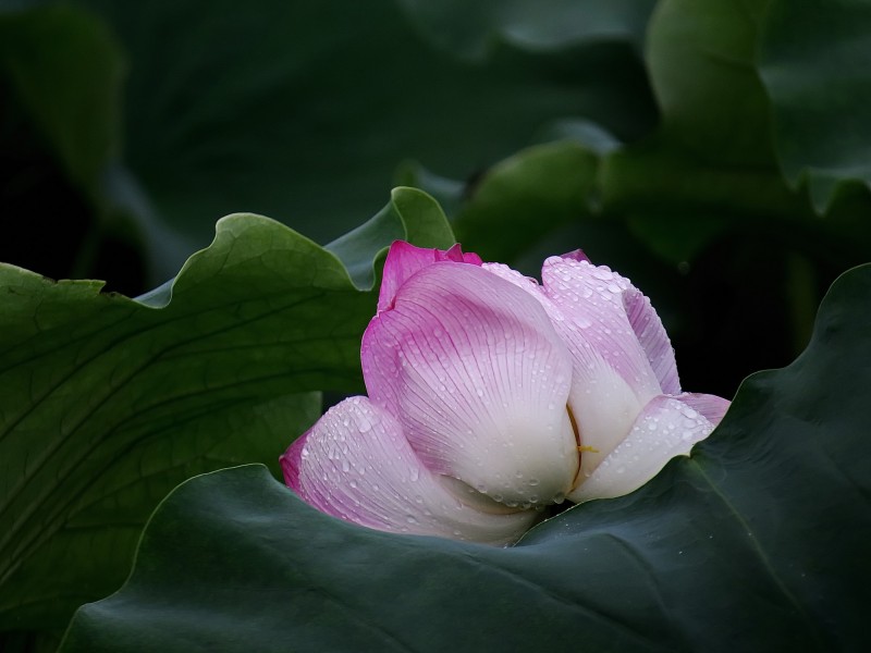 雨后荷花圖片