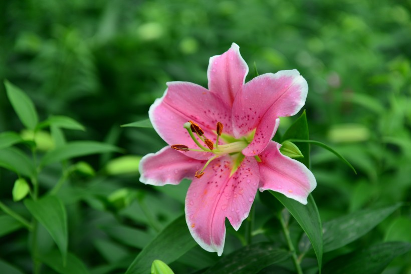 嬌媚百合花圖片