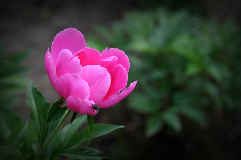 粉嫩芍药花图片