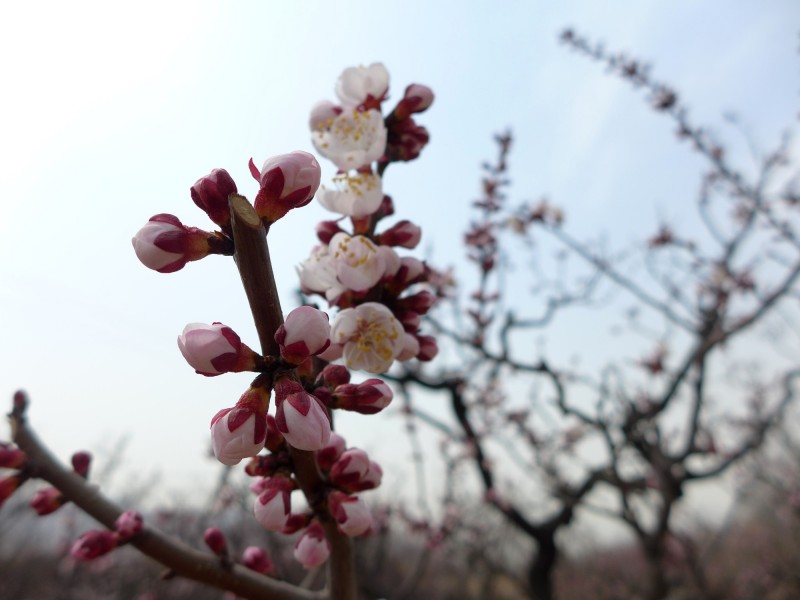 白色杏花图片