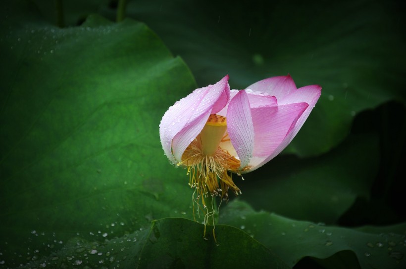 風(fēng)雨中荷花圖片