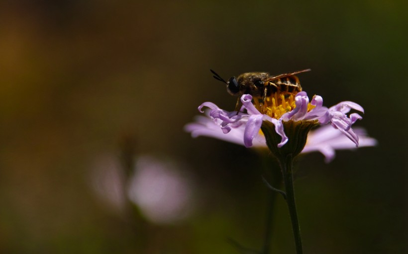 紫色小雛菊?qǐng)D片