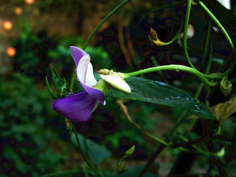 豆角花圖片