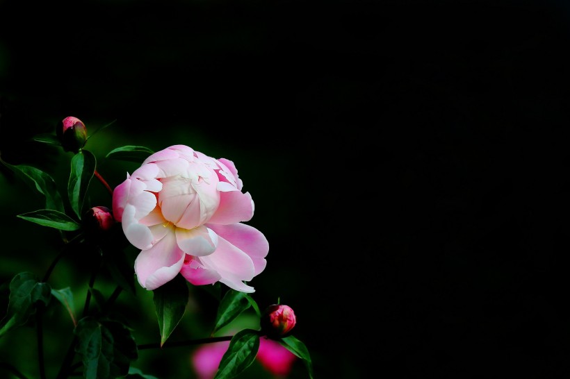 秀美芍药花图片