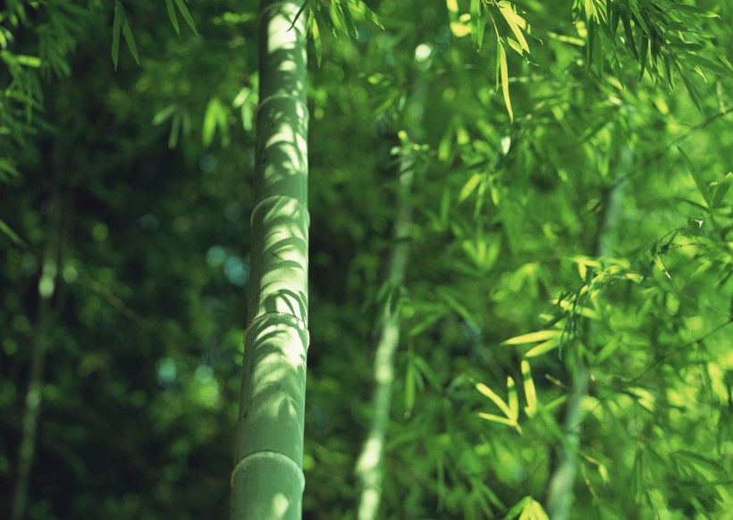 夏日的竹林图片