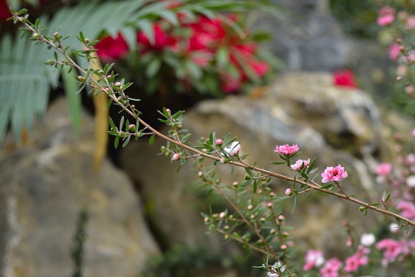 松紅梅圖片