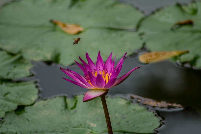 妖魅蓝莲花图片