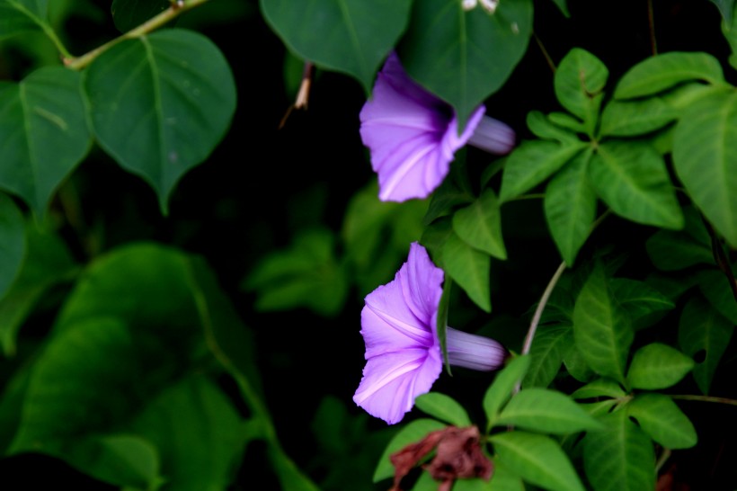 紫色牵牛花图片