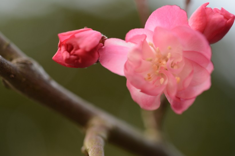 娇艳海棠花图片