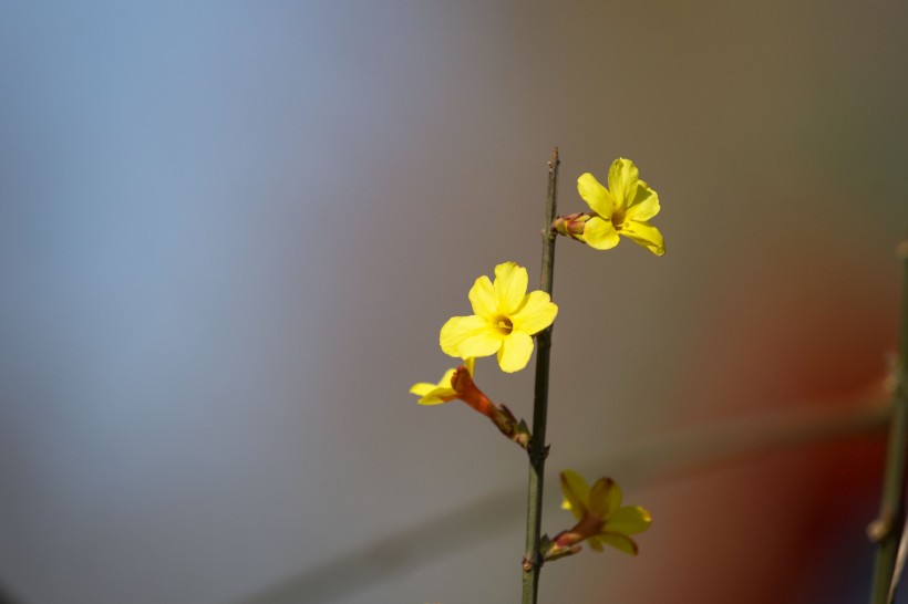 迎春花图片