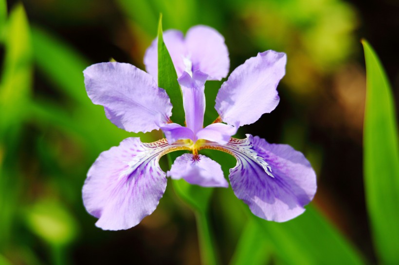 鳶尾花圖片