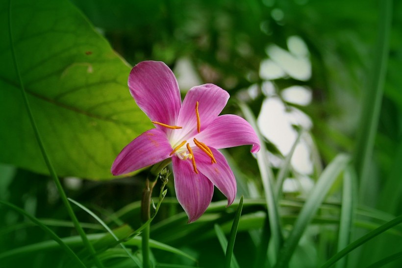 紫紅色韭菜蘭圖片