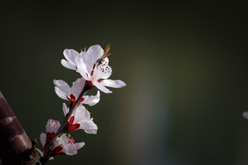 桃花图片