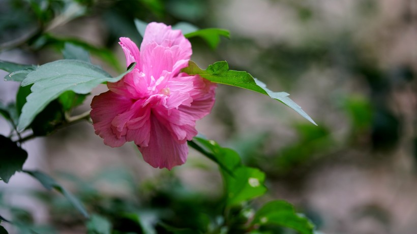 木槿花图片