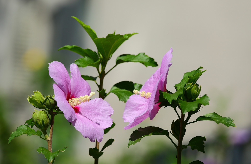 小区的木槿花