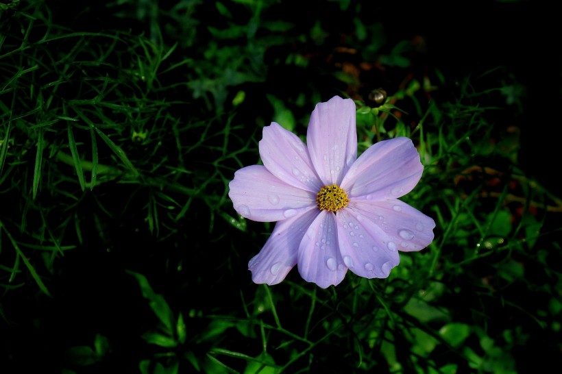 唯美格桑花图片