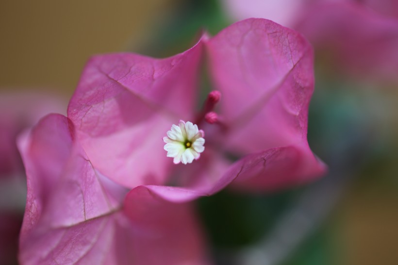 三角梅的花蕊圖片