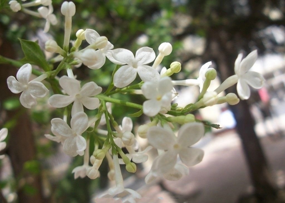 干净纯白的丁香花图片欣赏