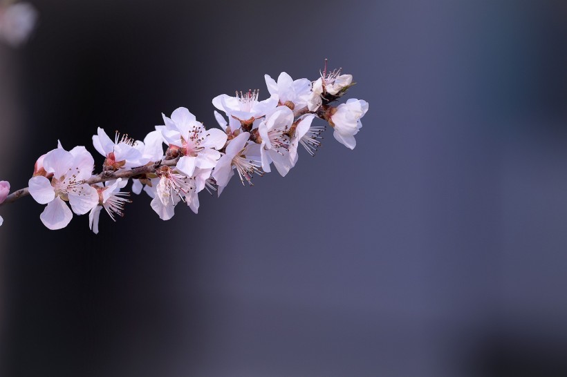 粉色山桃花图片