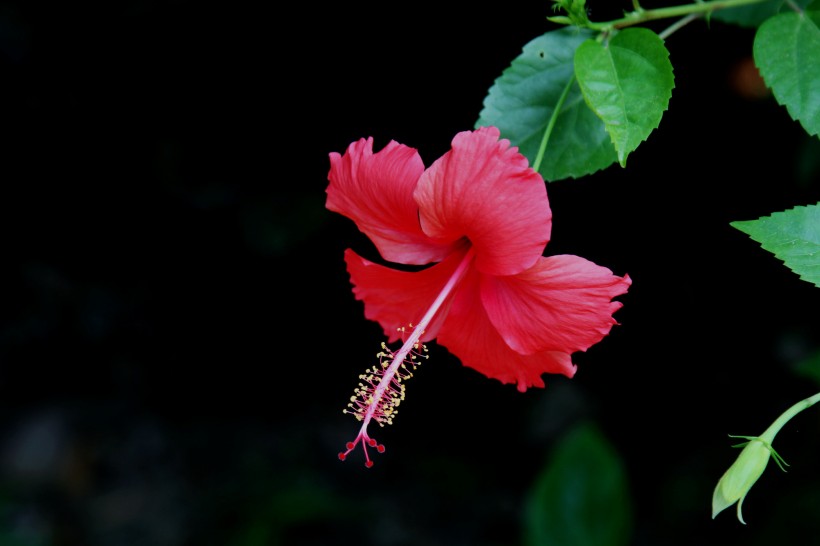 艷麗扶桑花圖片