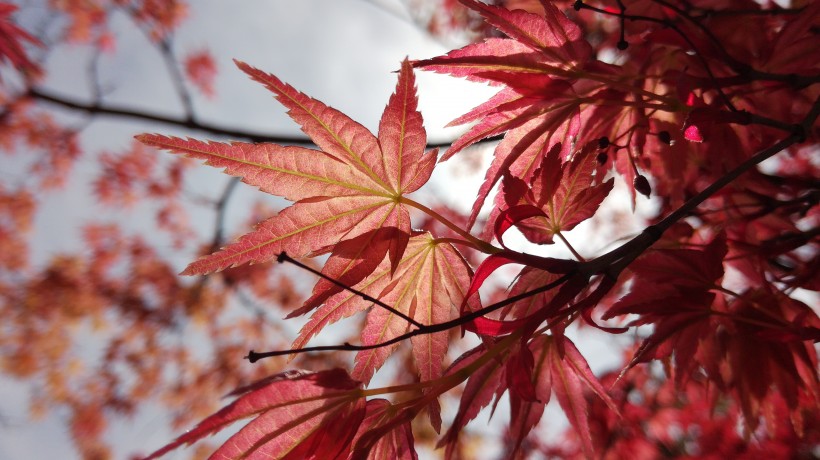 紅色的樹葉圖片