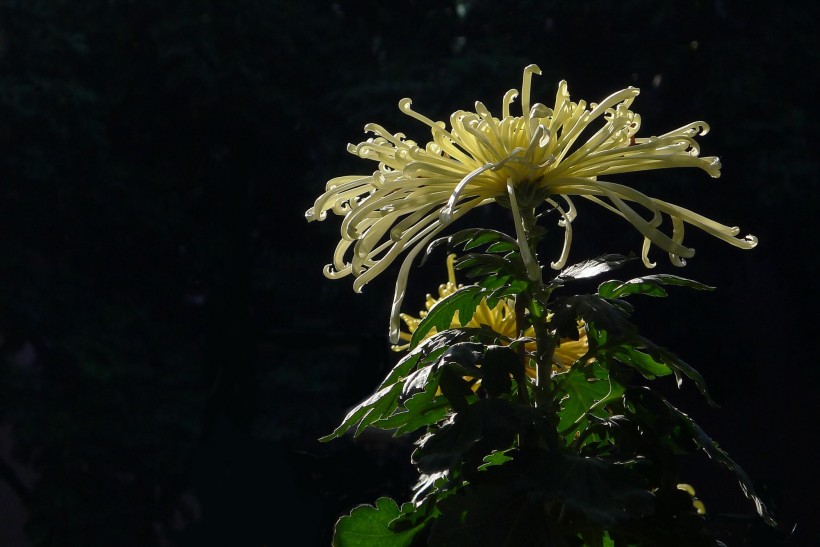 茂盛菊花图片