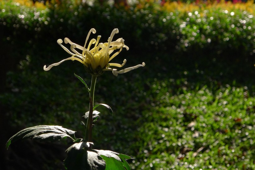 茂盛菊花图片