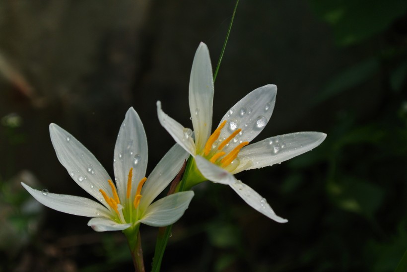 白色水仙花圖片