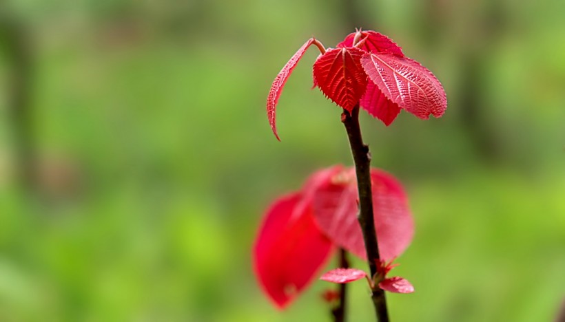 山麻杆图片