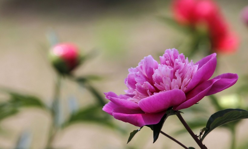 芍药图片