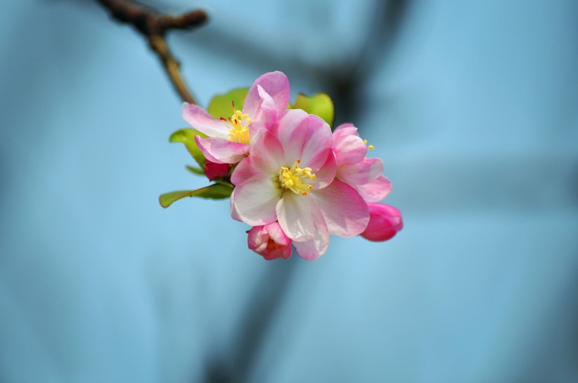 粉色海棠花图片