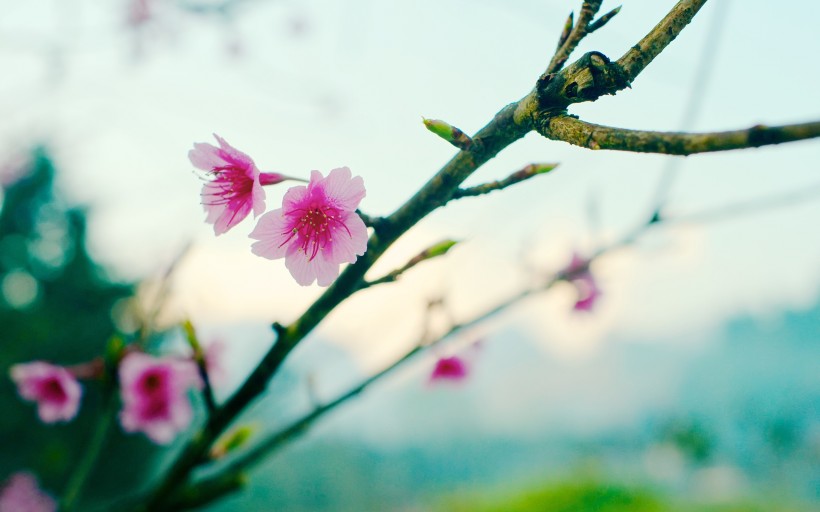 粉红色的樱花图片