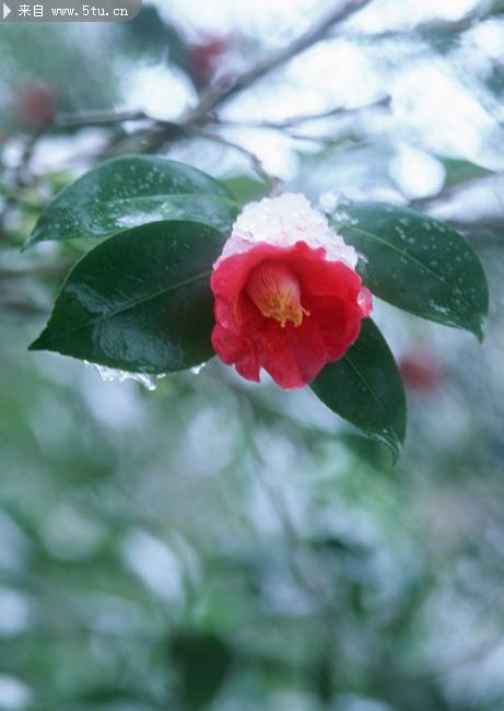 冬日勃勃生机的山茶花图片