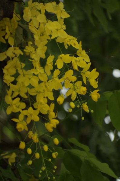 香肠树花图片