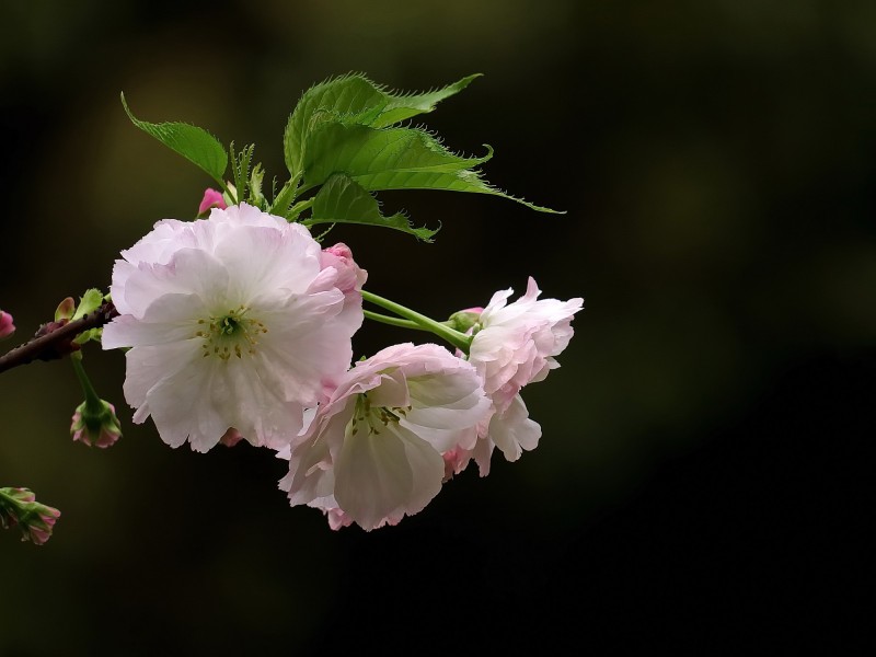 典雅芬芳的櫻花圖片