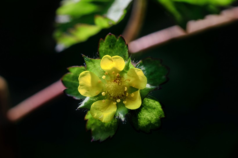 蛇莓花圖片