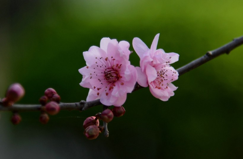 梅花圖片