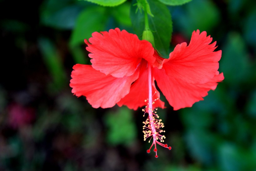 紅色扶桑花圖片