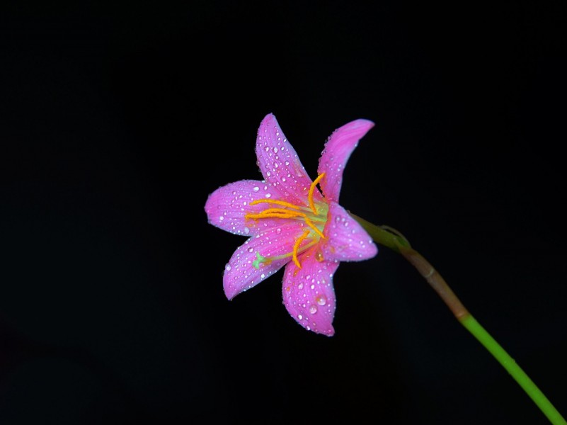 粉色帶露珠的百合花圖片