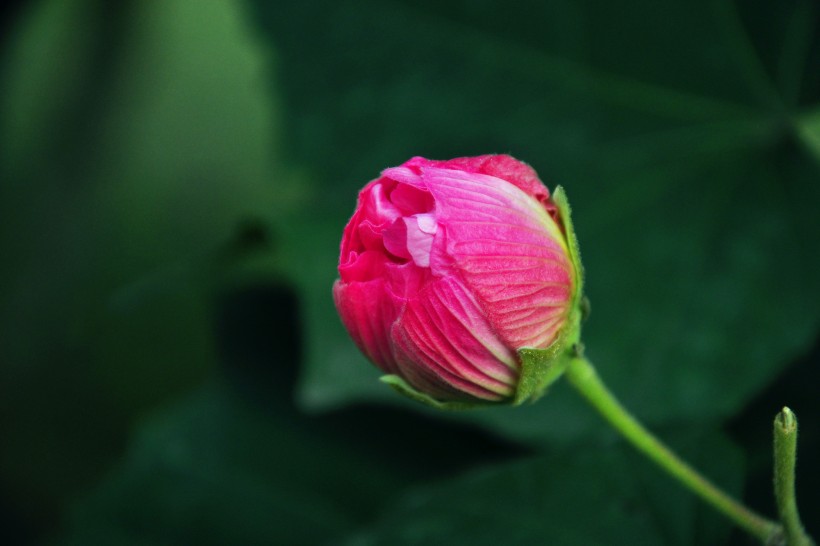 粉色木芙蓉图片  